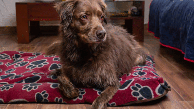 Chew Proof Dog Bed: The Ultimate Solution for Persistent Chewers and Healthy Canine Rest 