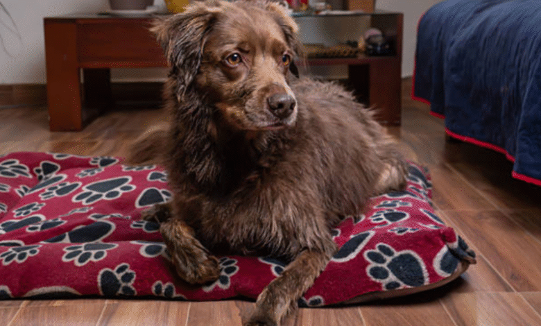 Chew Proof Dog Bed: The Ultimate Solution for Persistent Chewers and Healthy Canine Rest