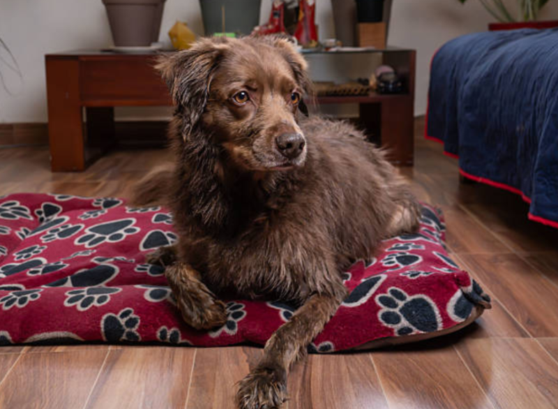 Chew Proof Dog Bed: The Ultimate Solution for Persistent Chewers and Healthy Canine Rest 