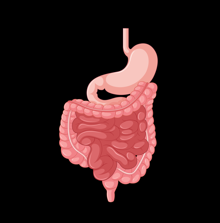 How to Stay on Top of Your Digestive Health After 50?