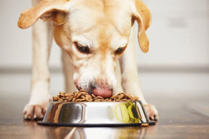 How Dog Feeding Bowls Can Impact Digestion and Eating Habits