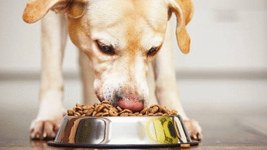 How Dog Feeding Bowls Can Impact Digestion and Eating Habits