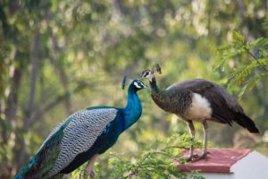vegan themed zoo experience