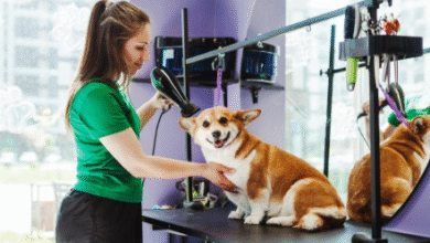 The Connection Between Dog Grooming and Wellness