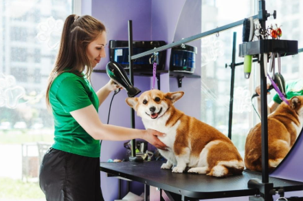 The Connection Between Dog Grooming and Wellness