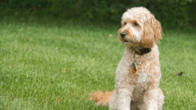 Premium F1B Goldendoodles Raised in Caring Family Home Environment