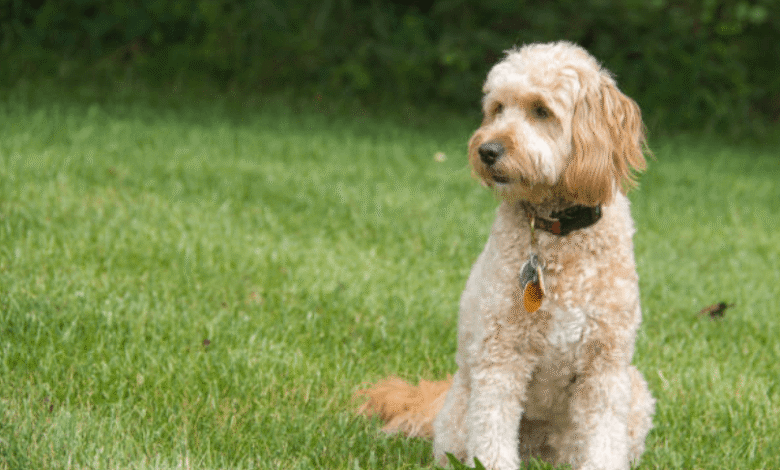 Premium F1B Goldendoodles Raised in Caring Family Home Environment