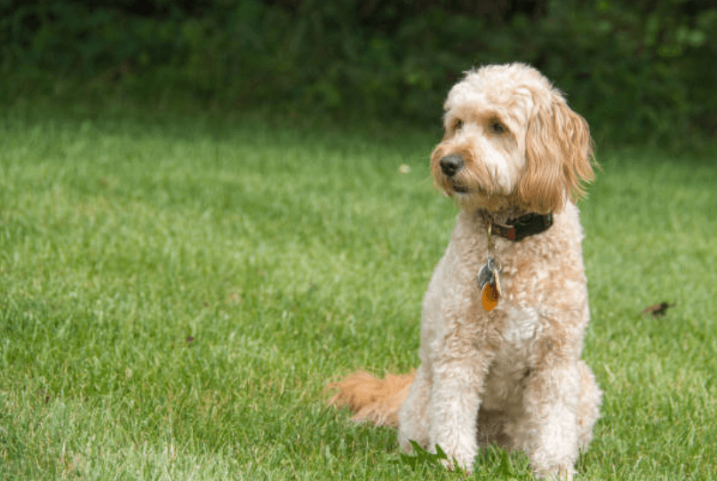 Premium F1B Goldendoodles Raised in Caring Family Home Environment