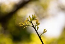 radiant node driving growth