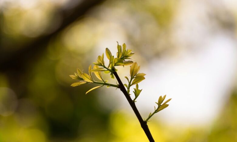 radiant node driving growth